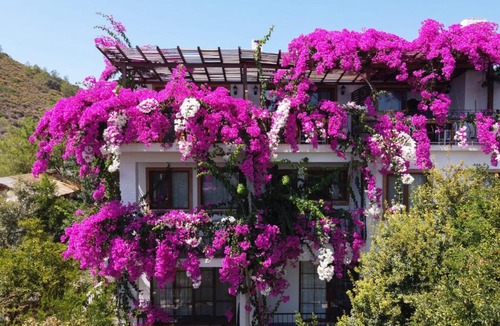 Datca Hotel | Liman Pansiyon Palamutbükü