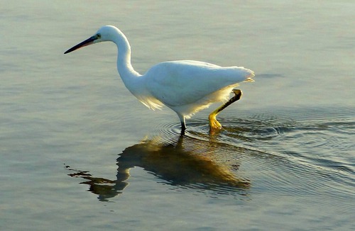 Milford on Sea Apartment | Little Egret - lovely village centre apartment - just a short walk to the beach!
