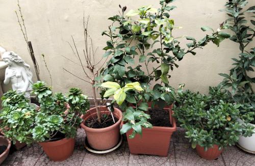 Rome Province Apartment | loft indipendente con giardino a Roma Tor vergata