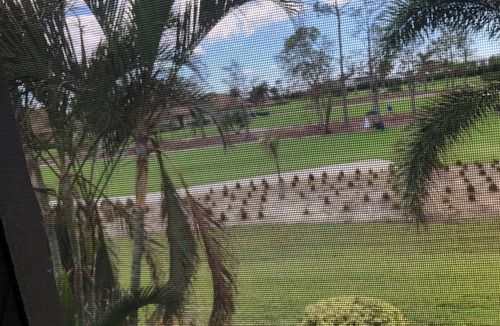 East Naples Condo | Lovely 2/2 bath condo on golf course where you can play 18 holes for $45!