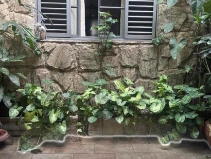 Chacaras Primavera House | Lu