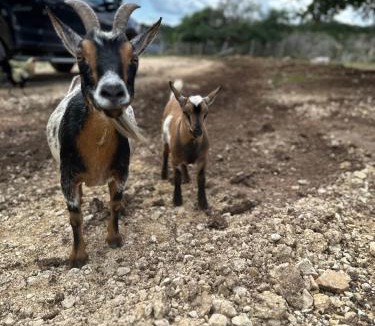 Bandera House | Lucky Star Ranch - Shooting Star
