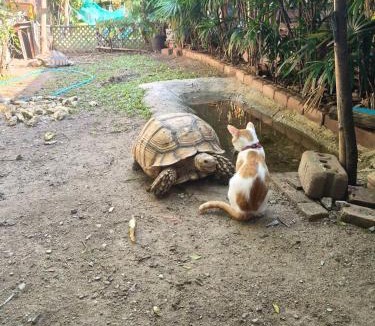 Mueang Kao House | M-Plus Homestay Sukhothai