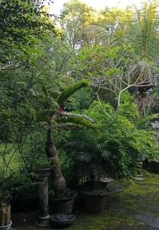 Peliatan House | Madu Sentana House
