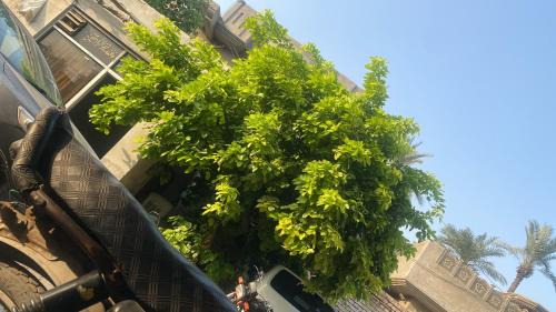 Muzaffargarh Other | Malik huts