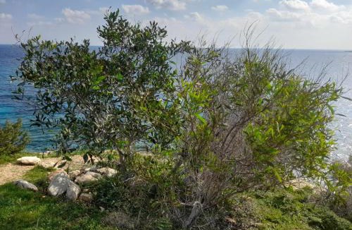 Cape Greko House | Marias Villa