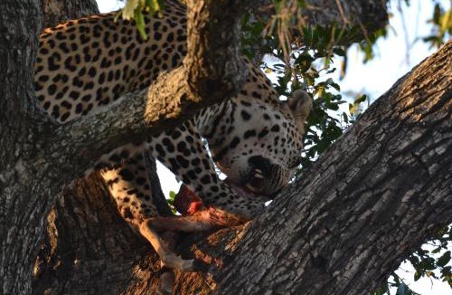 Thorny Bush Game Reserve Other | Masingitana Tented Camp