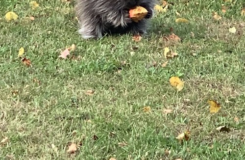 Cornell Ski Chalet | Michigans Upper Peninsula ON the Escanaba River with wooded 5 acres of Privacy.