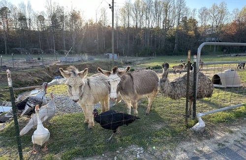 Hendersonville House | Mini Farm Stay with Animals - Near Asheville