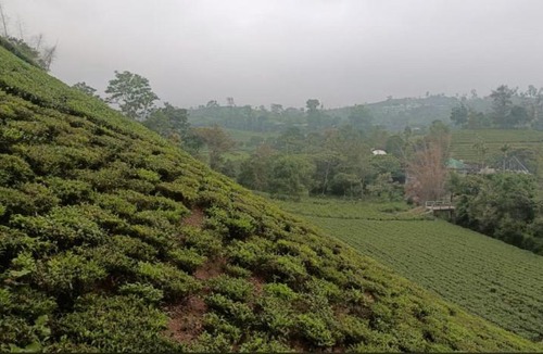 Elappara House | Misty Glen