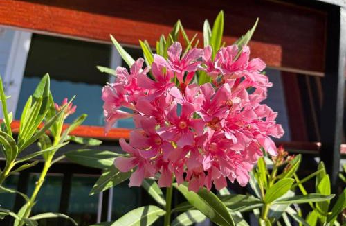 Ko Mook Bed & Breakfast | Mook Raya Resort