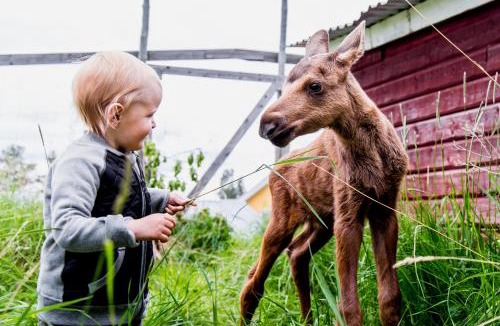 Orrviken House | Moose Garden