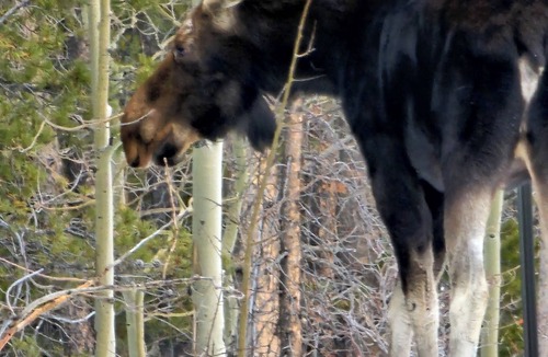 Black Hawk Apartment | Moose Mountain - a Rocky Mtn base camp near Denver, CO