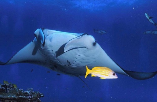 Hithadhoo Hotel | Morus Bliss - Divers' Preferred Hotel