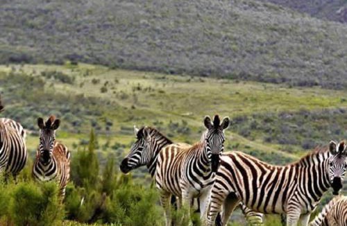 Uniondale Cabin | Mountain Pastures Game Lodge