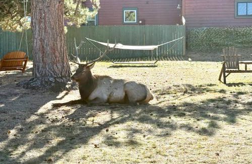 Estes Park Resort | Mountain Shadows Cabins