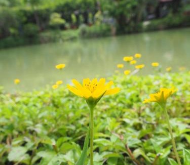 Suphan Buri Resort | Muaan Resort