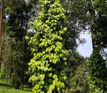 Udumbanchola Villa | Munnar Tea Estate Bungalow