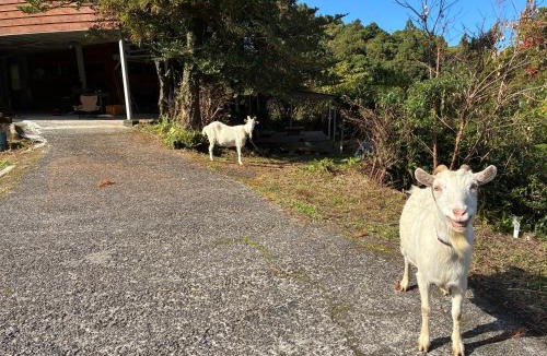 Yakushima House | NAGATA TIME
