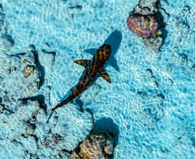Milandhoo Bed & Breakfast | Naza Lodge