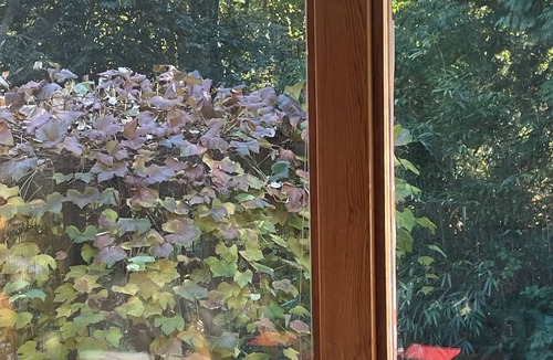 West Vancouver Apartment | Nested in beautiful south facing garden studio available for rent
