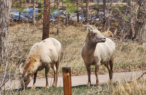 Estes Park Resort | Nicky's Resort