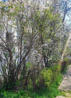 Suceava Apartment | Nordapartament