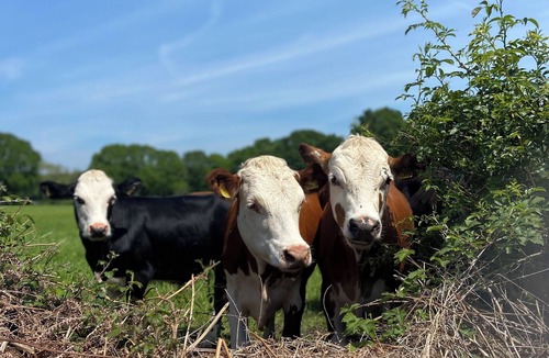 Plaitford House | Oak Apple - Converted Barn In An Attractive Courtyard On Our Family Stockfarm