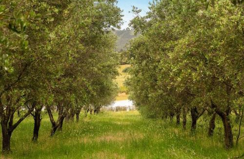 Taggerty House | Olive Sanctuary by Tiny Away