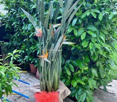 Ex Campo d'Aviazione House | Orchidea