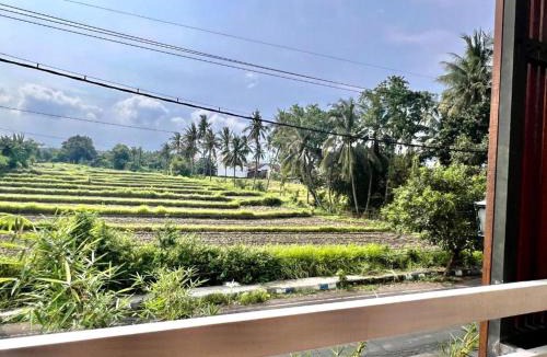 Banyuwangi Hostel | PaddyView Hostel