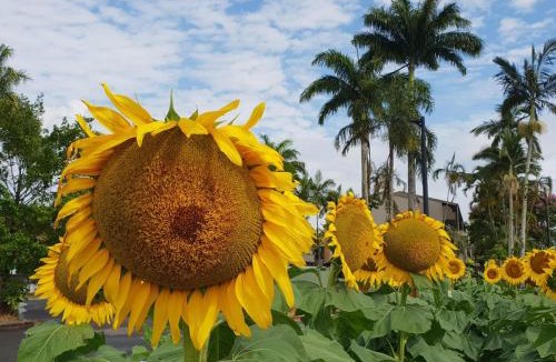 Manunda Resort | Palm Royale Cairns