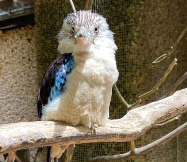 Villars-les-Dombes Bed & Breakfast | Paradisier, clim, grande terrasse, balneo, Parc des Oiseaux