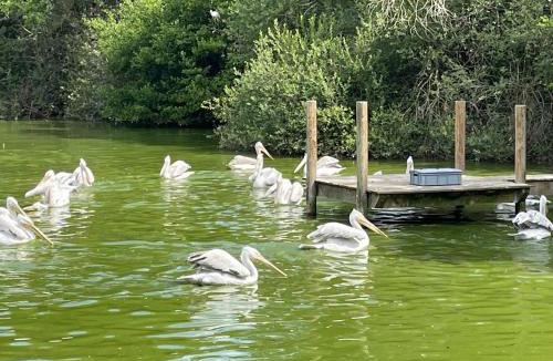 Villars-les-Dombes Bed & Breakfast | Paradisier, clim, grande terrasse, balneo, Parc des Oiseaux