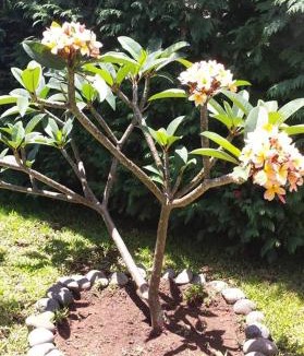 Estreito da Calheta House | Paraiso das Flores