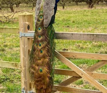 Tilney Fen End House | Peacock Barn