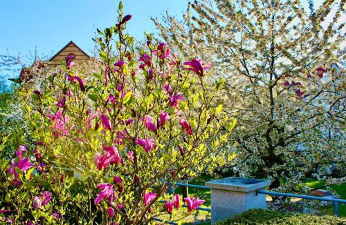 Bad Suderode House | Pension Kurhausblick