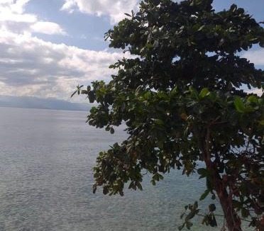 Basdiot Resort | Pescador View Beachfront and Extension by the Ocean Hostels & Restaurant Moalboal