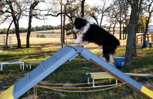 Paige Cabin | Pet-Friendly Accommodation on a Ranch in McDade, Texas