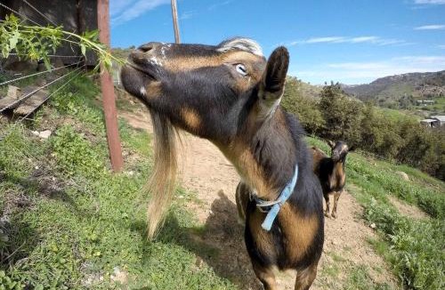Rainbow CDP House | Pet Friendly Fantastic Secluded Cottage with Hot-tub in Rainbow, California