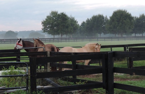 Fellowship Apartment | Pet friendly Large Apt on Horse Farm w/ level 2 EV Charger.
