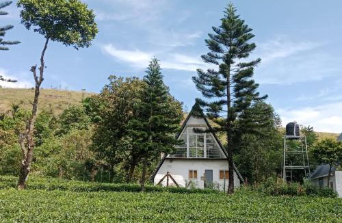 Elappara Ski Chalet | Pine Trees Gold