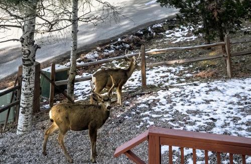 Ruidoso House | Pinon Park A2
