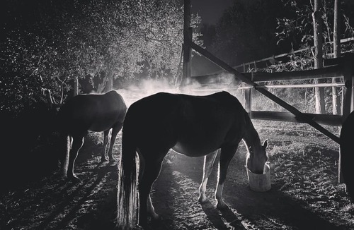 Lari Bed & Breakfast | Podere Orzale Authentic Tuscan Farm Stay with Quarter Horses
