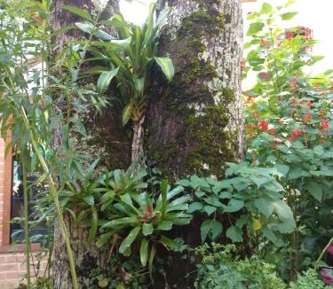 Sao Pedro da Serra House | Pouso da Lua