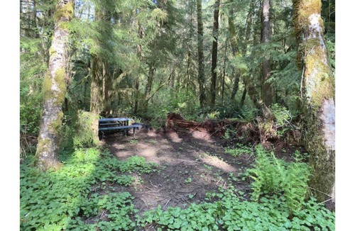 Forks RV Rental | Primitive Tent Site #11- Beautiful Forested Property