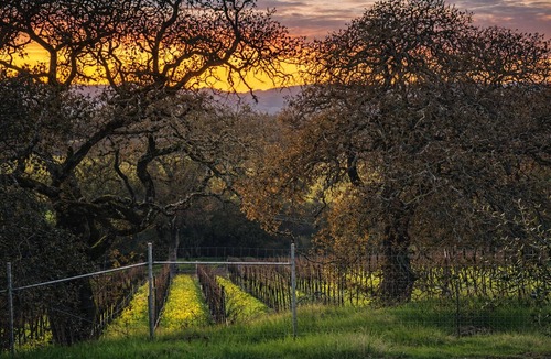 Santa Rosa House | Private Vineyard Retreat Wine Tasting Perks Fire Pit