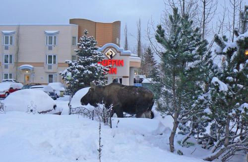 Turnagain Hotel | Puffin Inn