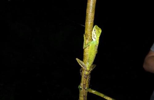 Raja Ampat Other | Raja Ampat Herping