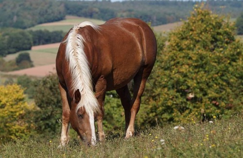 Wartmannsroth House | Reesberghof - idyllically situated horse/holiday farm at the foot of the Rhön.
